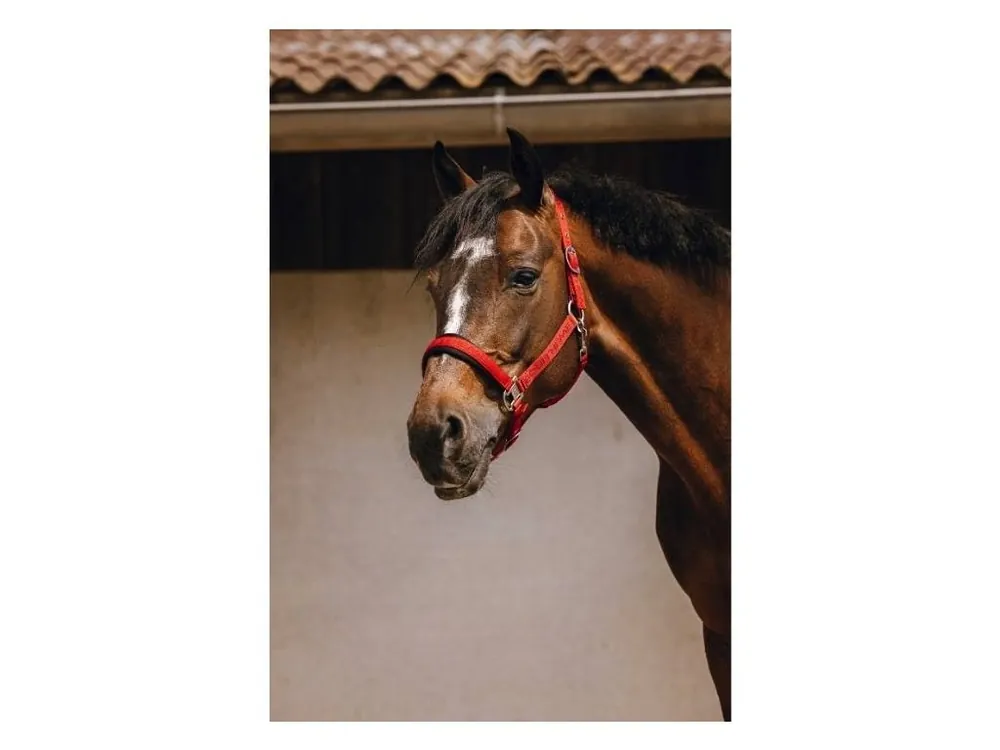 Ohlávka EQUITHEME Jacquard red FULL Oblíbený