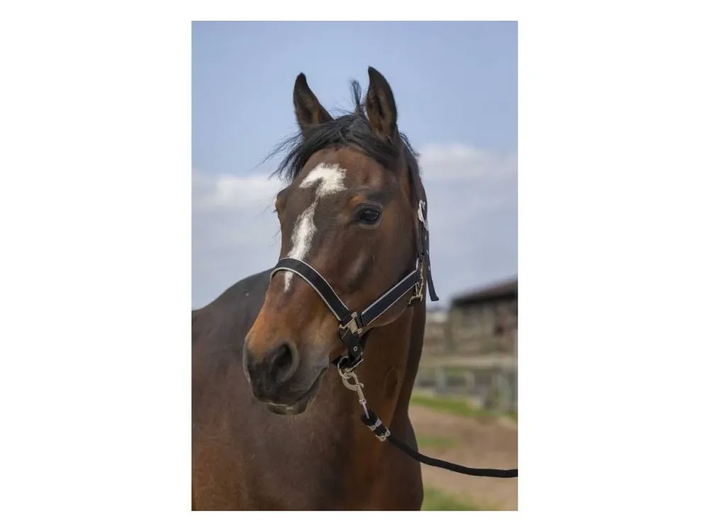 Ohlávka EQUITHEME Nylon Light black FULL Odeslání Ihned