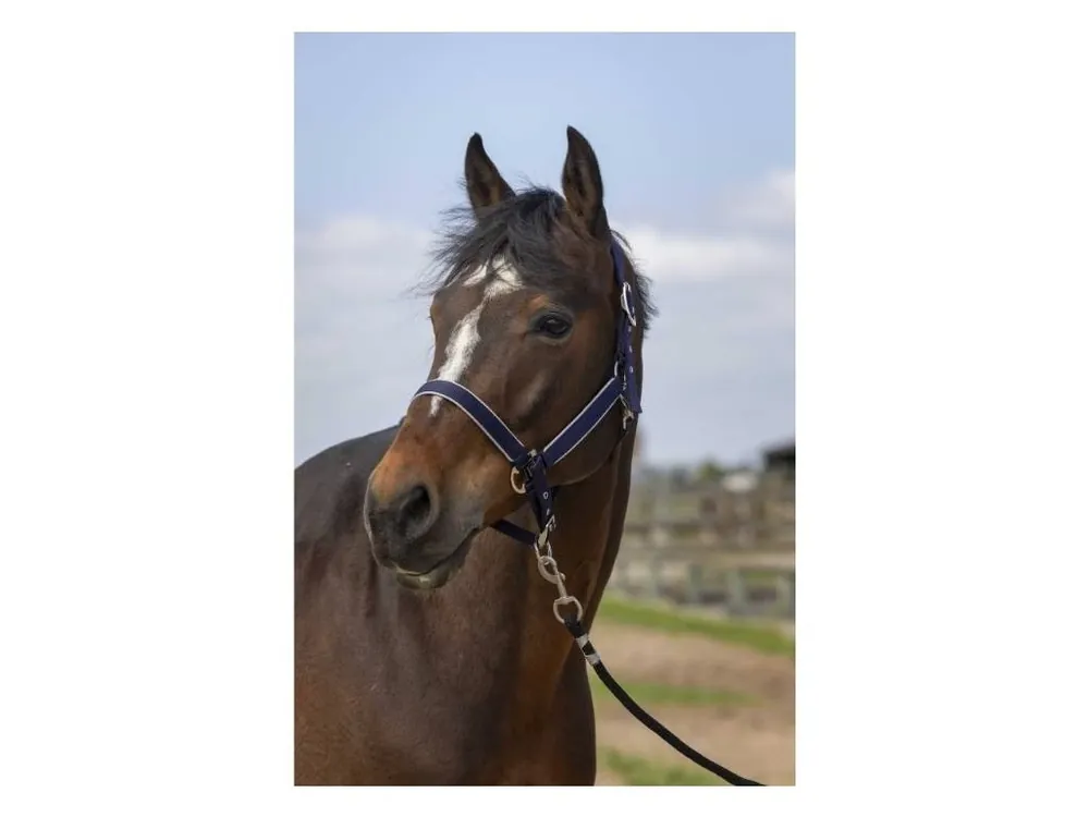Nejlepší Cena Ohlávka EQUITHEME Nylon Light navy blue COB