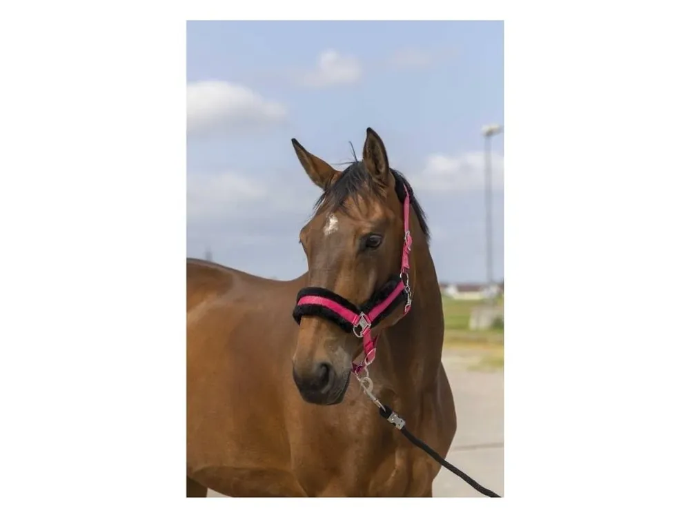 Top Prodej Ohlávka EQUITHEME Nylon Mouton pink/black FULL
