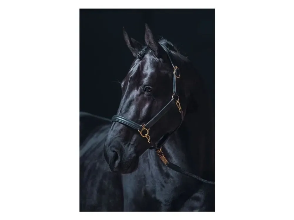 Ohlávka Kožená HKM Gold černá PONY Cenový Hit